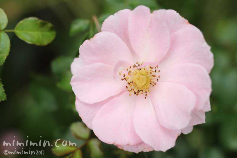 薔薇（薄いピンクの一重咲きのバラの花）の写真