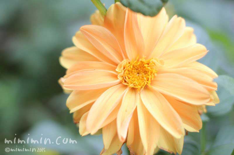 ダリアの花（薄いオレンジ）の写真