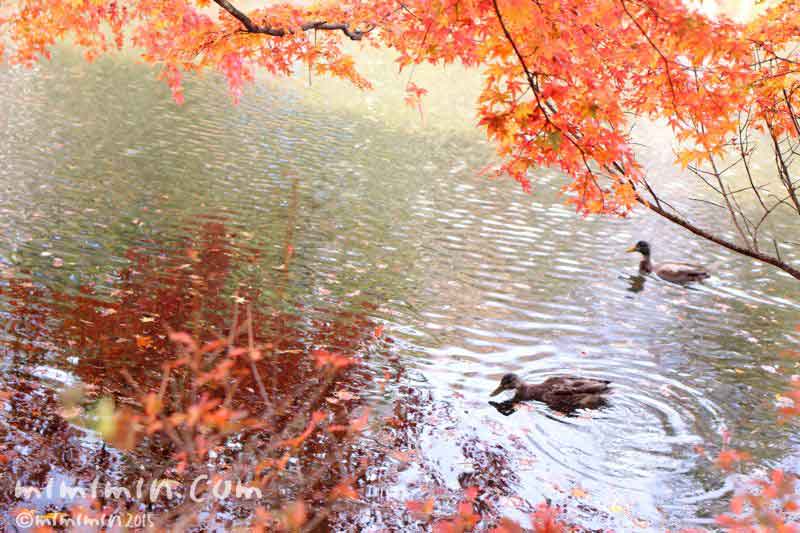 雲場池の鴨の写真