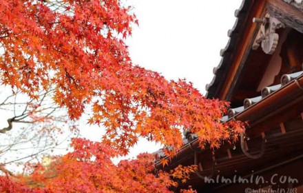 東福寺の紅葉（京都）の写真