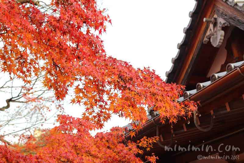 東福寺の紅葉（京都）の写真