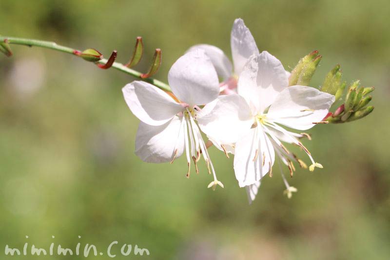 ガウラの花・白の写真