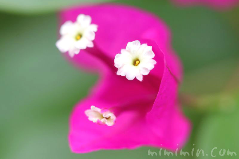 ブーゲンビリアの花（ピンク）