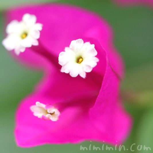 ブーゲンビリアの写真 花言葉 ピンク色のブーゲンビリア みみみんブログ