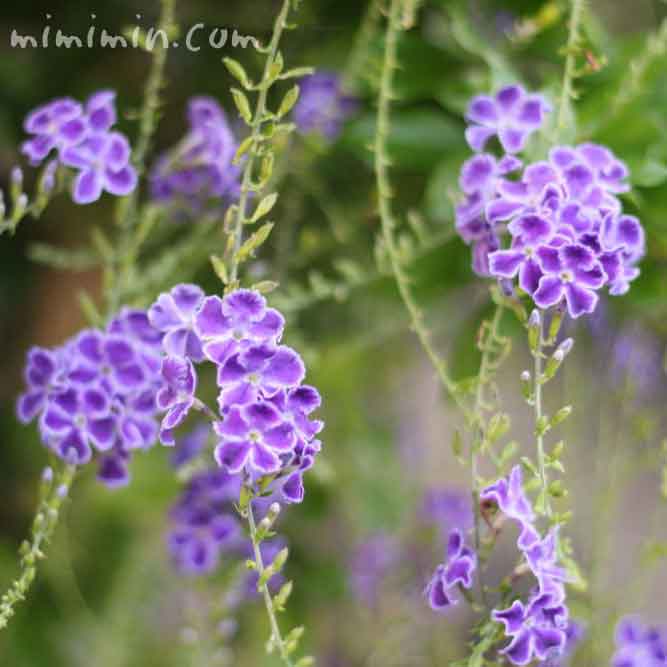 デュランタの花の写真 花言葉 名前の由来 みみみんブログ