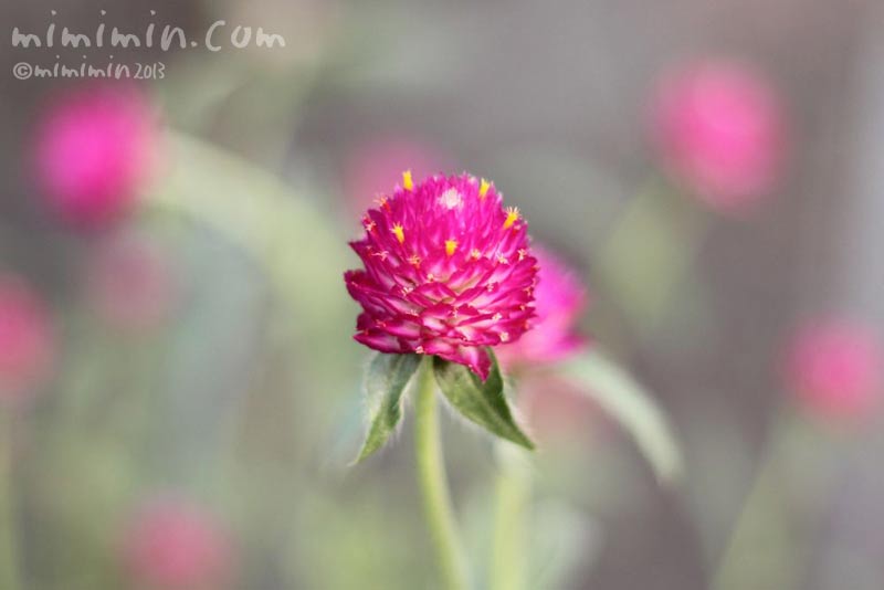 キバナセンニチコウ 黄花千日紅 の花の写真 花言葉 みみみんブログ