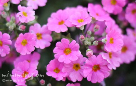 プリムラ マラコイデスの花（ピンク）の写真