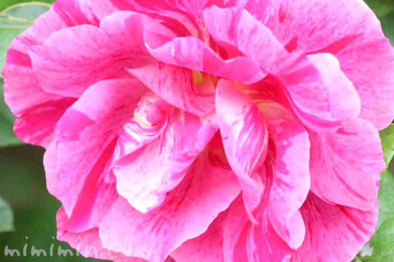 バラ（ピンク×白）の画像