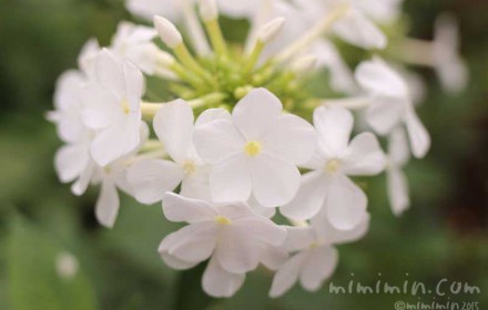 白いフロックス・花魁草の写真