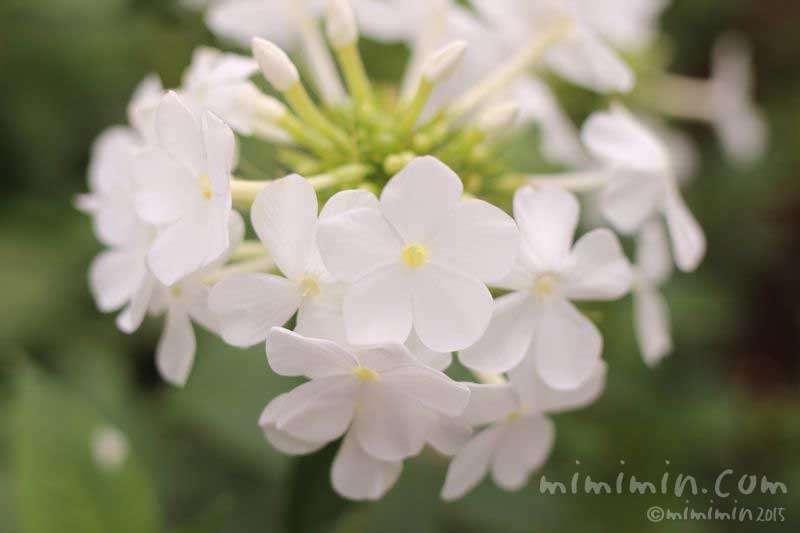 白いフロックス・花魁草の写真