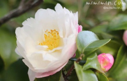 サザンカの花の写真（白の八重咲き）