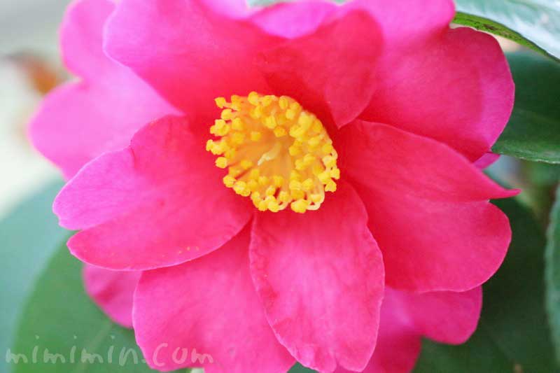 サザンカの濃いピンクの花の写真
