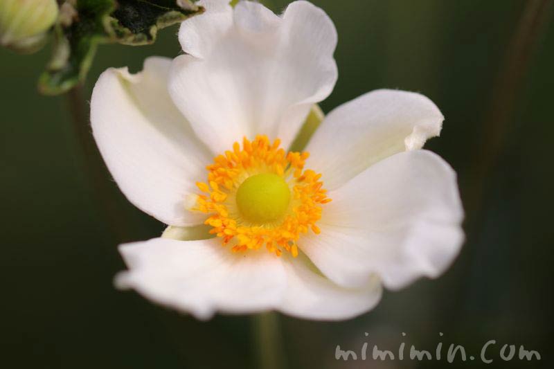秋明菊の花・白の画像