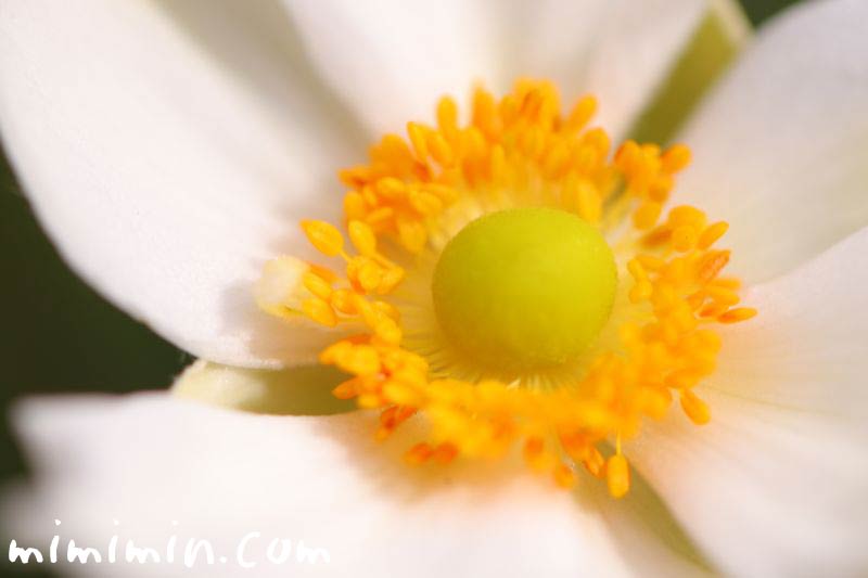 白色のシュウメイギクの花の写真