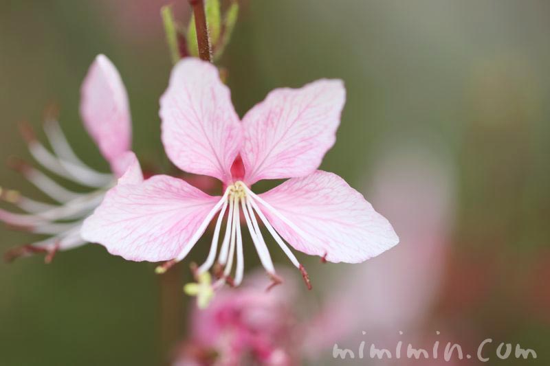 白蝶草の花・ピンクの画像