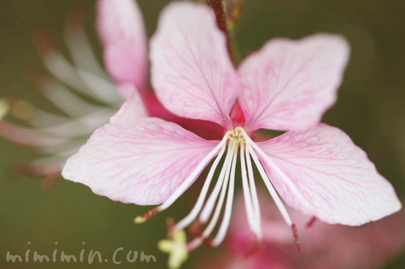 ハクチョウソウ 白蝶草 の花言葉 花の写真 名前の由来 ガウラ みみみんブログ