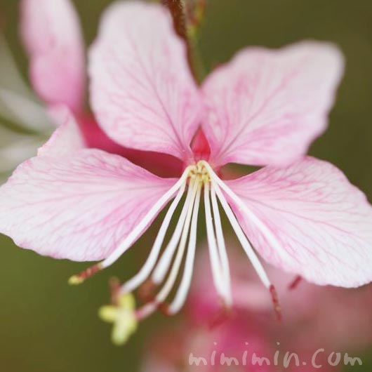 ハクチョウソウの花・ピンクの写真