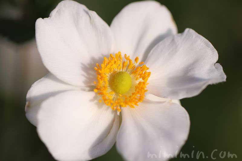 秋明菊の花言葉の写真