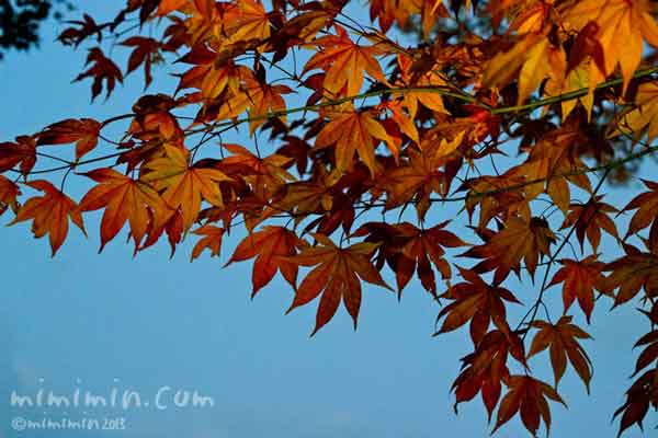 高台寺（京都）の紅葉の画像
