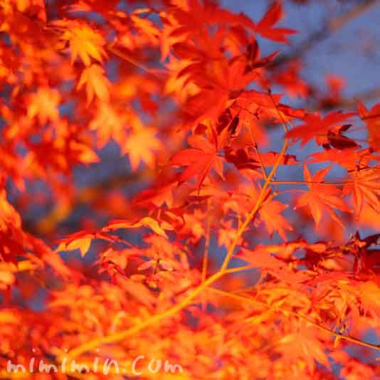 高台寺の紅葉のライトアップの画像