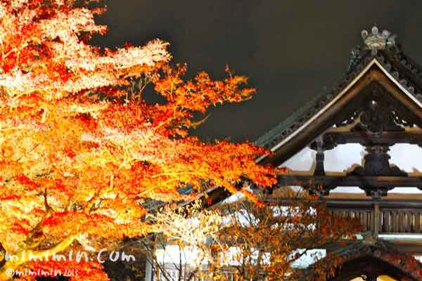 高台寺の紅葉の画像