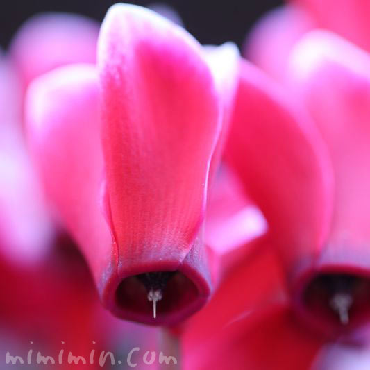 シクラメンの花言葉と誕生花の写真