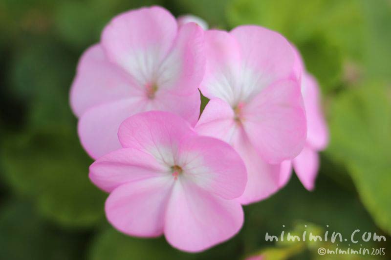 ピンク色のゼラニウムの花の写真