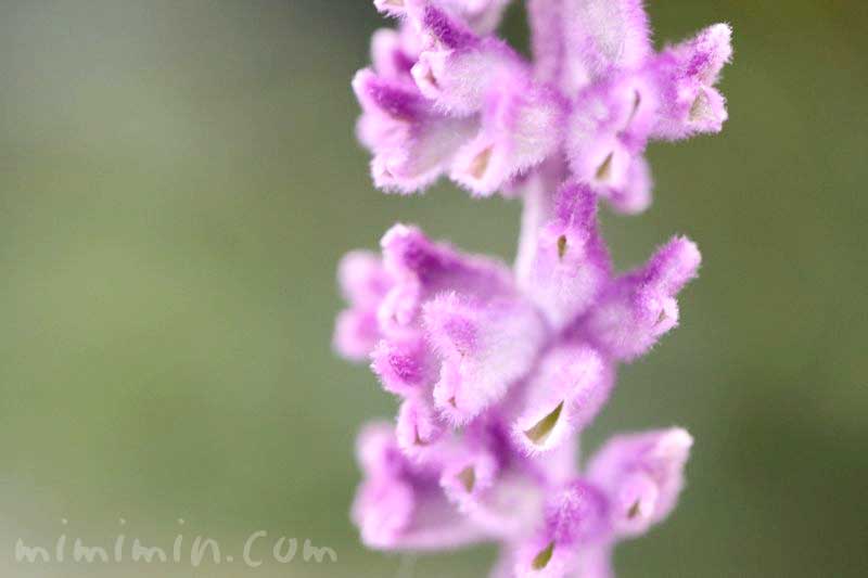 サルビア・レウカンサ（紫色）の花の写真