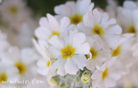 プリムラ マラコイデスの花の写真（白色）