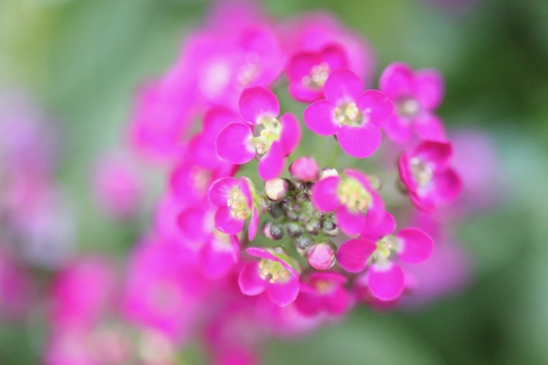 アリッサムの花言葉 花の写真 みみみんブログ