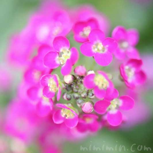 ピンク色のアリッサムの花の写真と花言葉