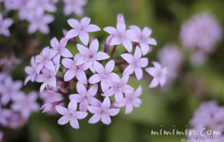 ペンタス（薄紫色）の花の写真