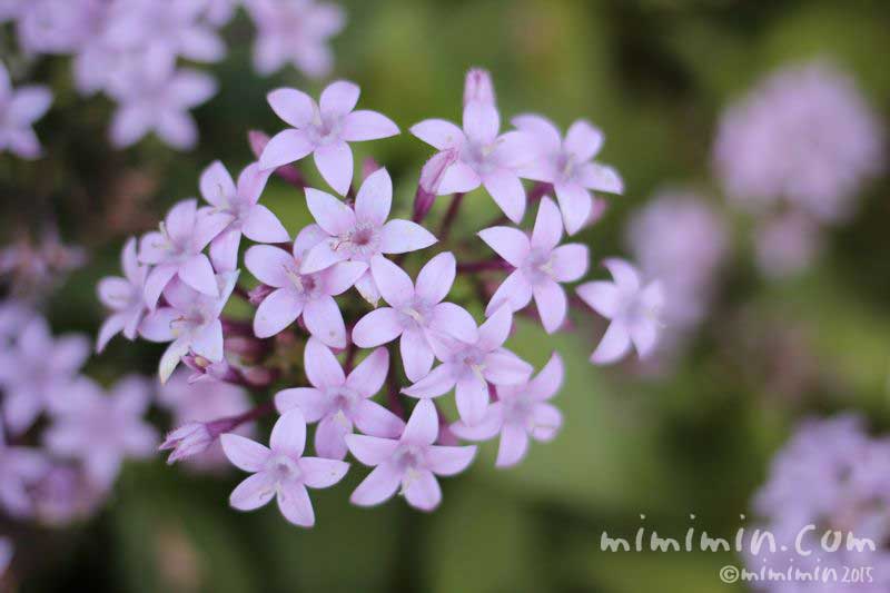 ペンタス（薄紫色）の花の写真