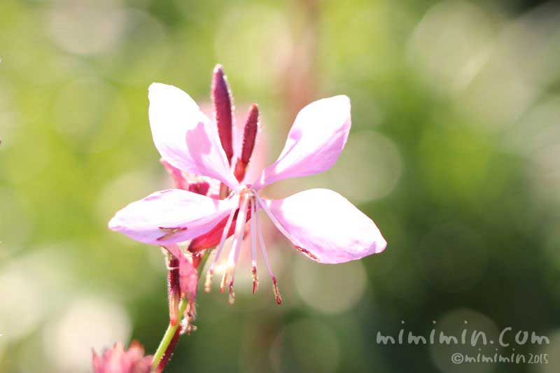 ハクチョウソウの花（ガウラ）の写真