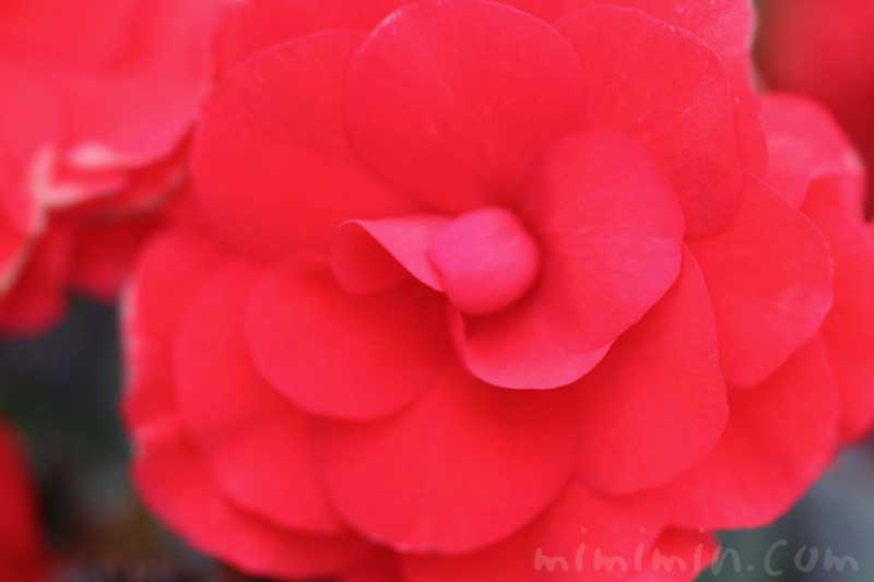 エラチオールベゴニアの花（赤）の写真