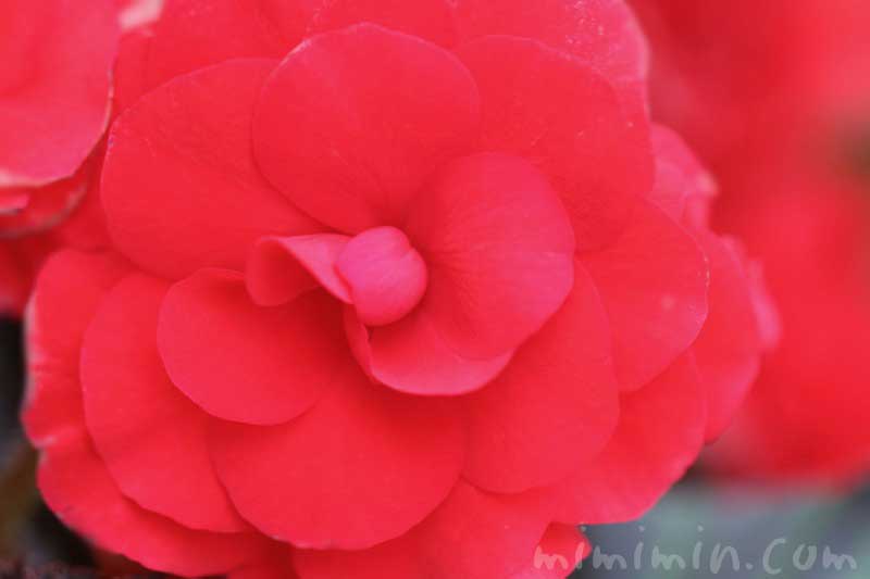 エラチオールベゴニア リーガースベゴニア の花の写真 花言葉 みみみんブログ