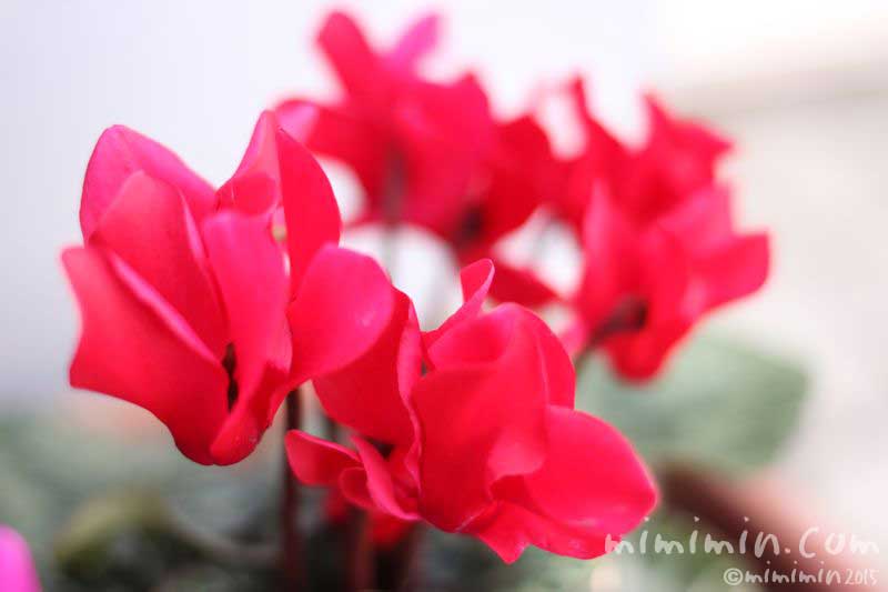 赤いシクラメンの花の画像
