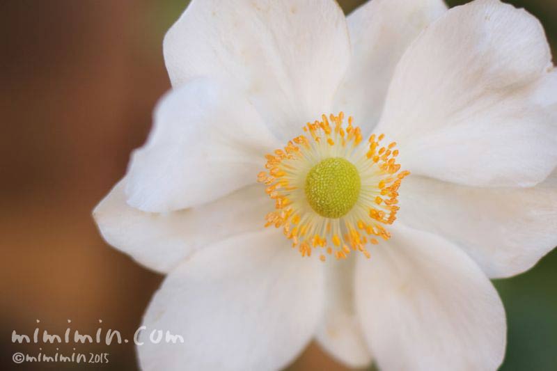 秋明菊（白）の画像
