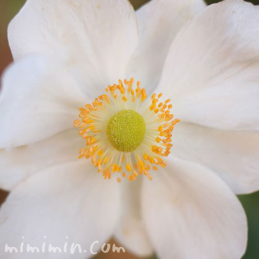 白い秋明菊の画像