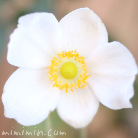 白いシュウメイギクの花の写真