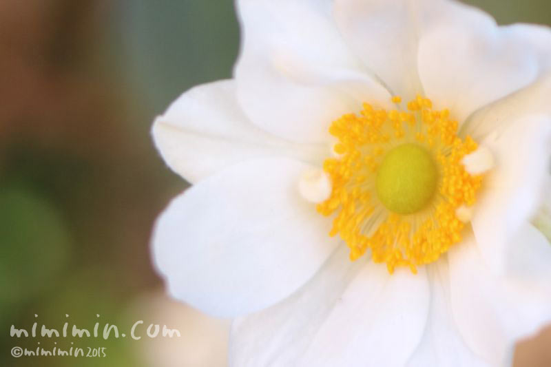 シュウメイギクの花（白）の画像