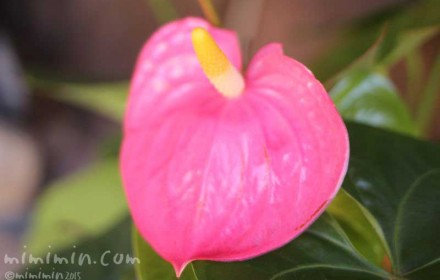 アンスリウムの花（アンスリューム）ピンク色の画像