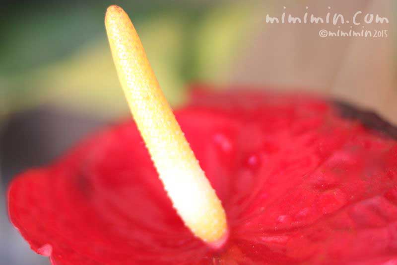 アンスリウムの花（赤色）の画像