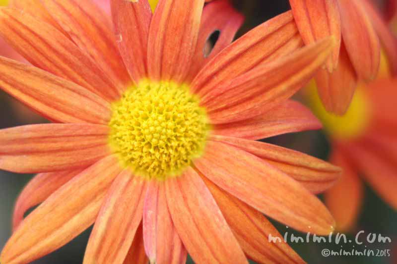 オレンジ色のキクの花の写真