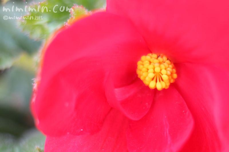 赤い球根ベゴニアの花の写真