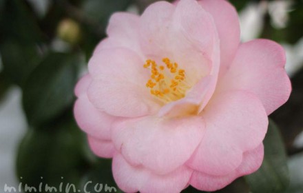 薄いピンクの八重咲きサザンカの花の写真