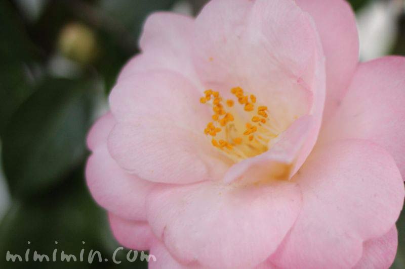 薄いピンクの八重咲きサザンカの画像
