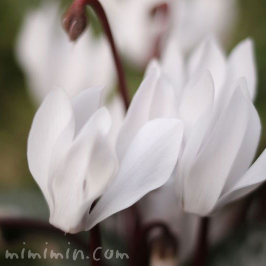 白いシクラメンの花の写真