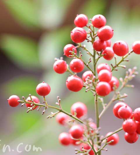 お散歩フォト・ナンテン（南天）｜難を転ずる縁起木