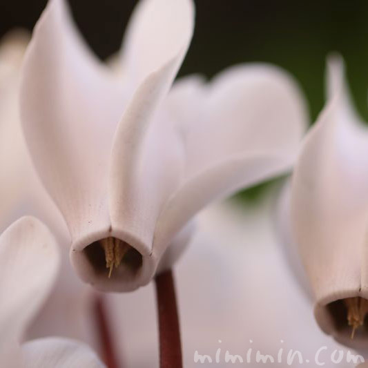 シクラメンの花・白の写真